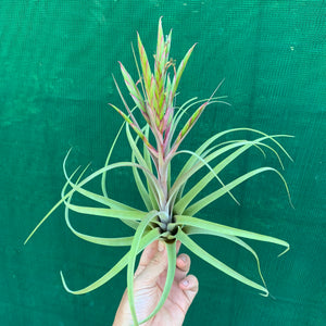 Tillandsia - concolor x streptophylla ? RFI NEW