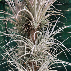 Tillandsia - Pringlei (Wholesale)