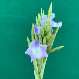 Tillandsia - streptocarpa Len’s Blue x White ex. PT (Fragrant) NEW