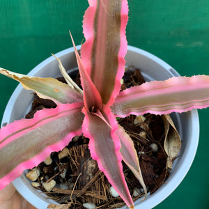 Cryptanthus - It