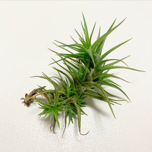 Tillandsia - aeranthos 'Miniata'