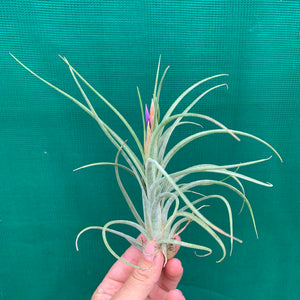 Tillandsia - ionantha x paucifolia ex. CV