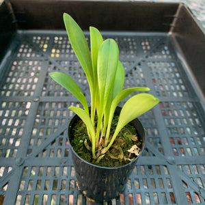 Orchid - Masdevallia ‘Floribunda’