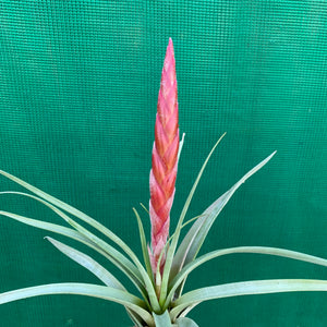 Tillandsia - Majestic ex. RFI