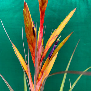 Tillandsia - Oeseriana ex. OM