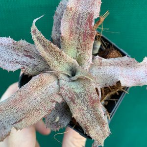 Cryptanthus - Primrose