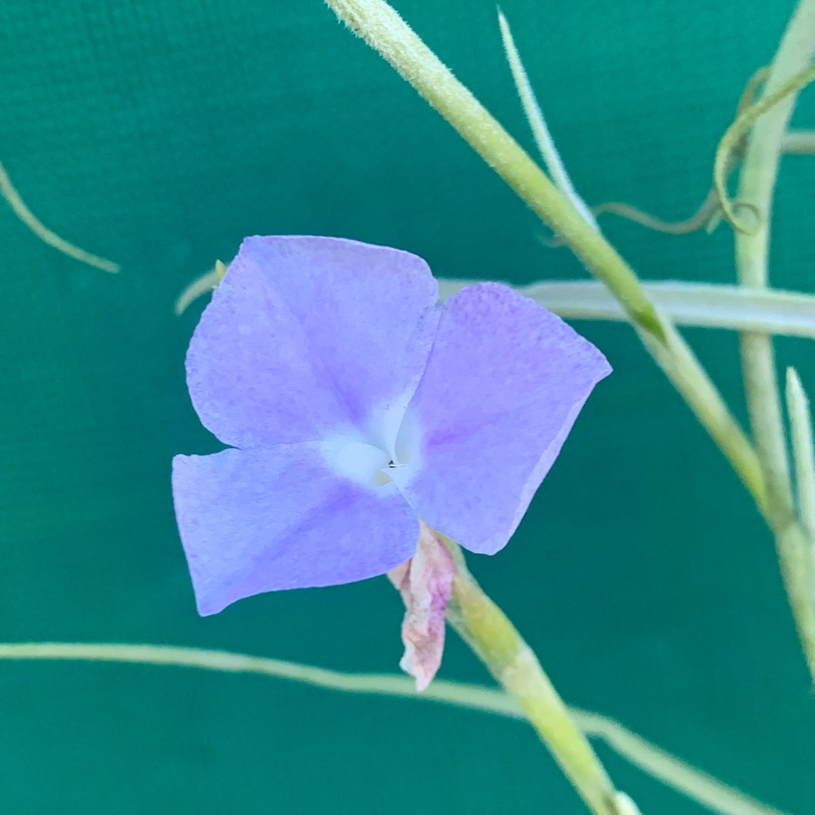 Tillandsia - streptocarpa ‘Giant Flower Seedling’ (Fragrant) NEW