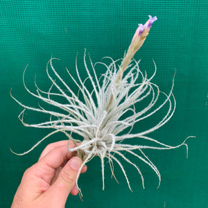 Tillandsia - Tectorum ‘Enano’