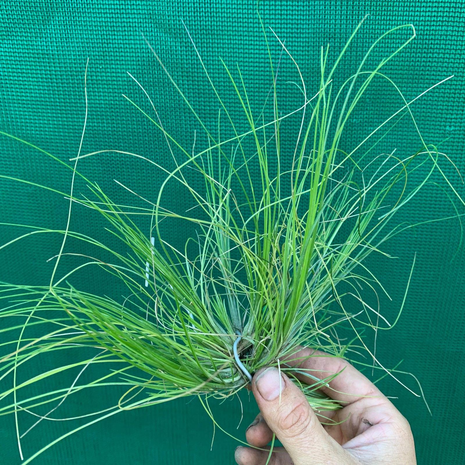 Tillandsia - remota (Fragrant) ex. CC