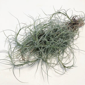 Tillandsia - Nezley PB589