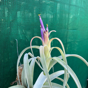 Tillandsia - Pink Velvet ex. Tropiflora