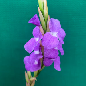 Tillandsia - arhiza ex. UWE