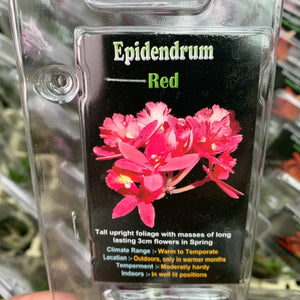 Orchid - Epidendrum ‘Red’