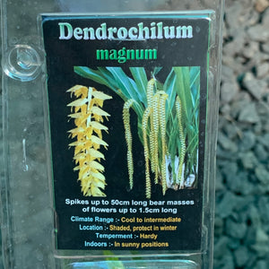 Orchid - Dendrochilum Magnum