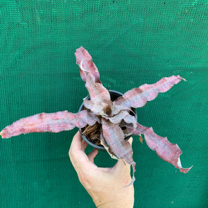 Cryptanthus - Eruption