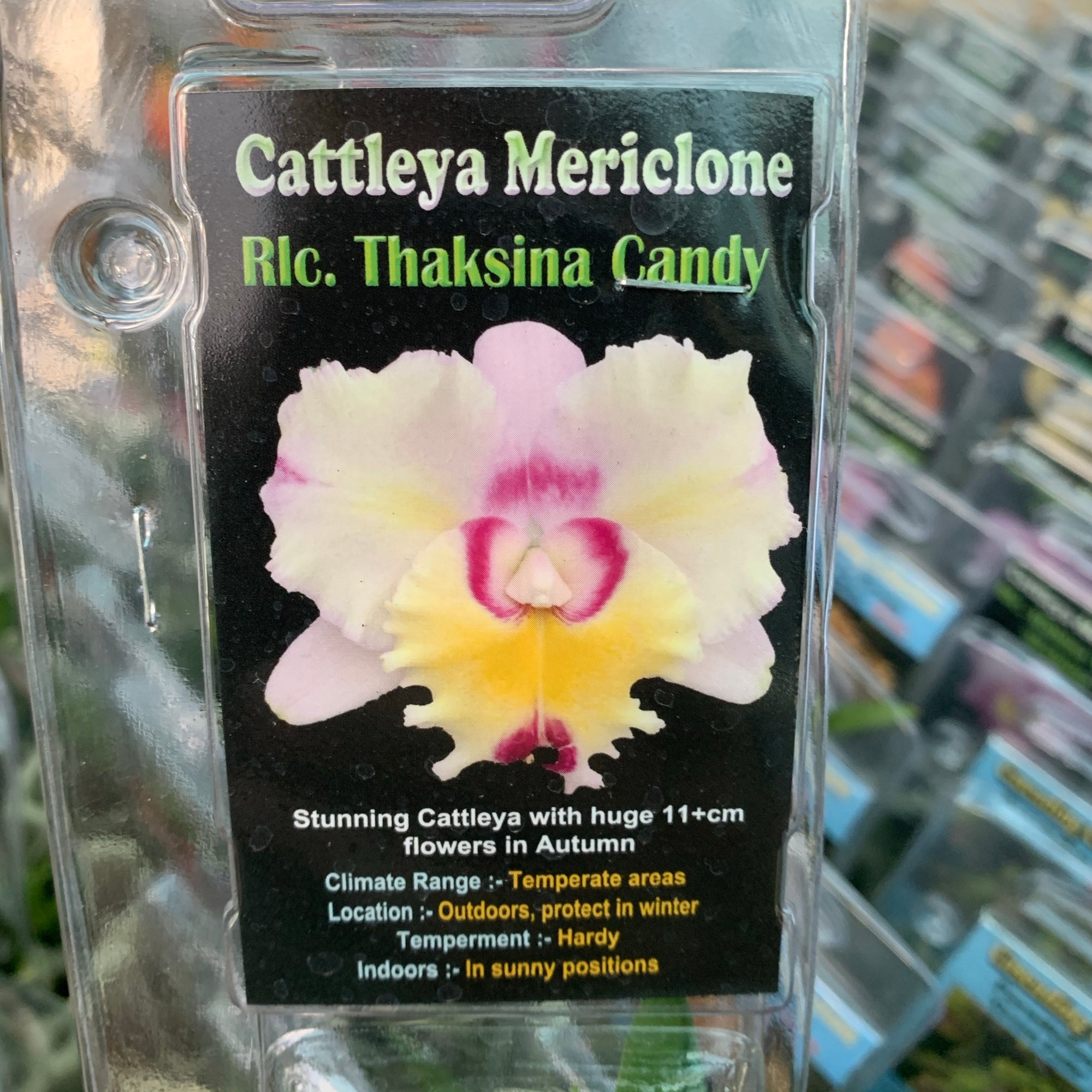 Orchid - Cattleya Mericlone ‘Rlc. Thacsina Candy’