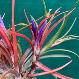 Tillandsia - capitata ‘Grosse Form’ NEW