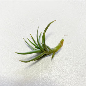 Tillandsia - Cocoensis