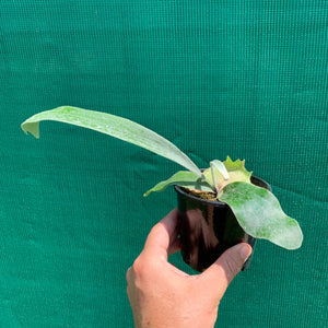 Platycerium - Vietchii Sunrays