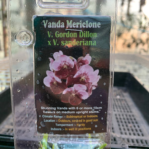 Orchid - Vanda Mericlone ‘Gordon Dillon X cab. Sanderiana’