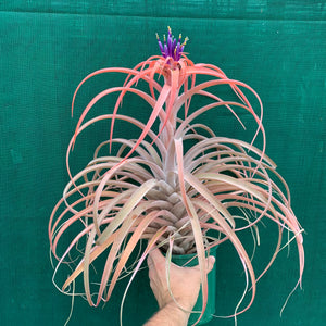 Tillandsia - NOID ‘APD014’