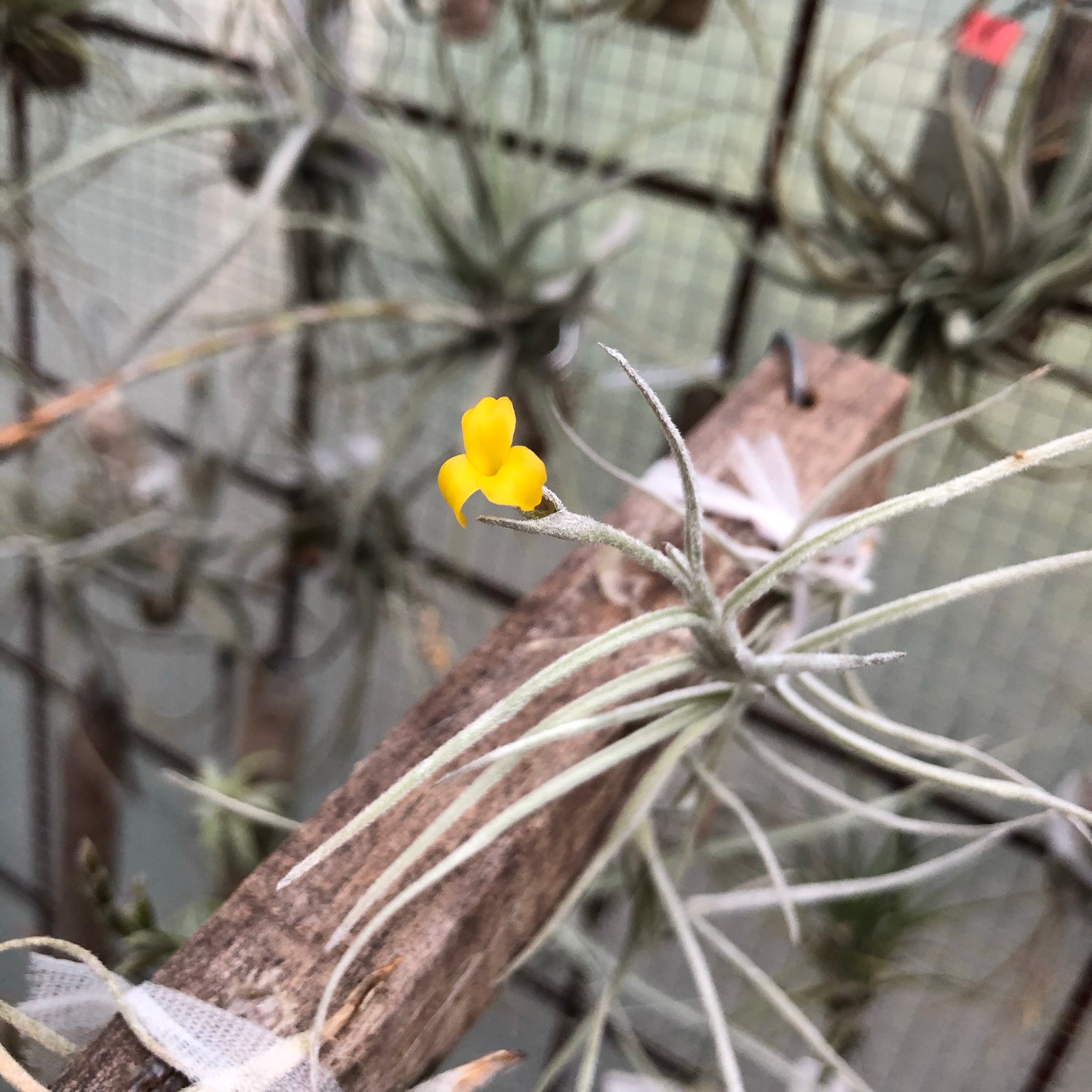 old man beard air plant Tillandsia - Old Man's Gold (Fragrant)