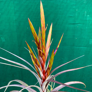 Tillandsia - Cooloola ex. App