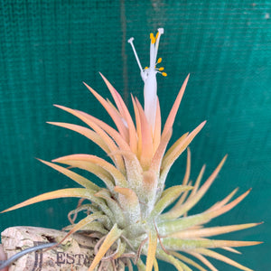 Tillandsia - ionantha ‘Pink Champagne’