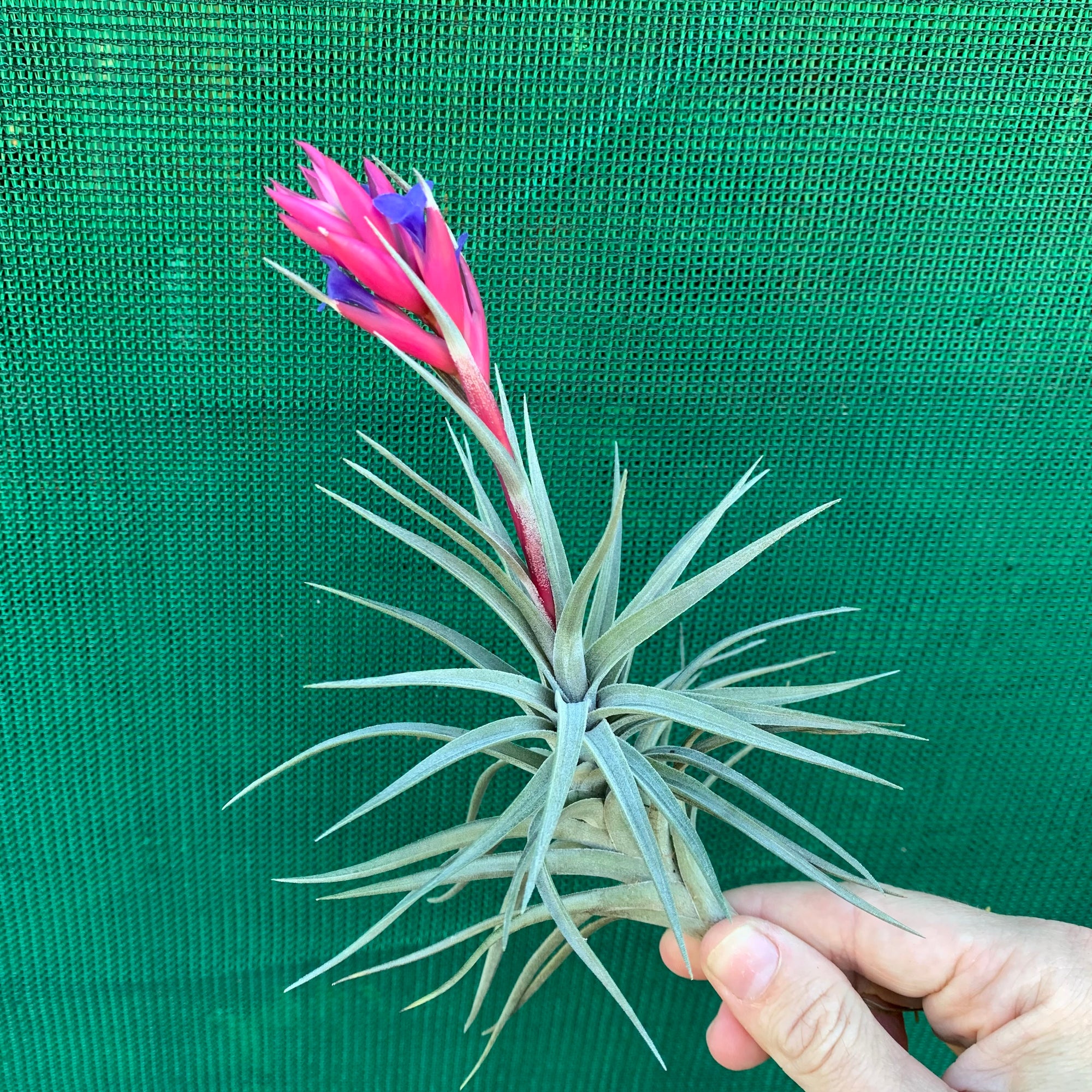 Tillandsia - Purple Gem