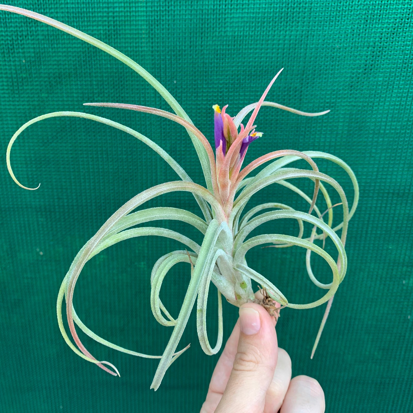 Tillandsia - Califano