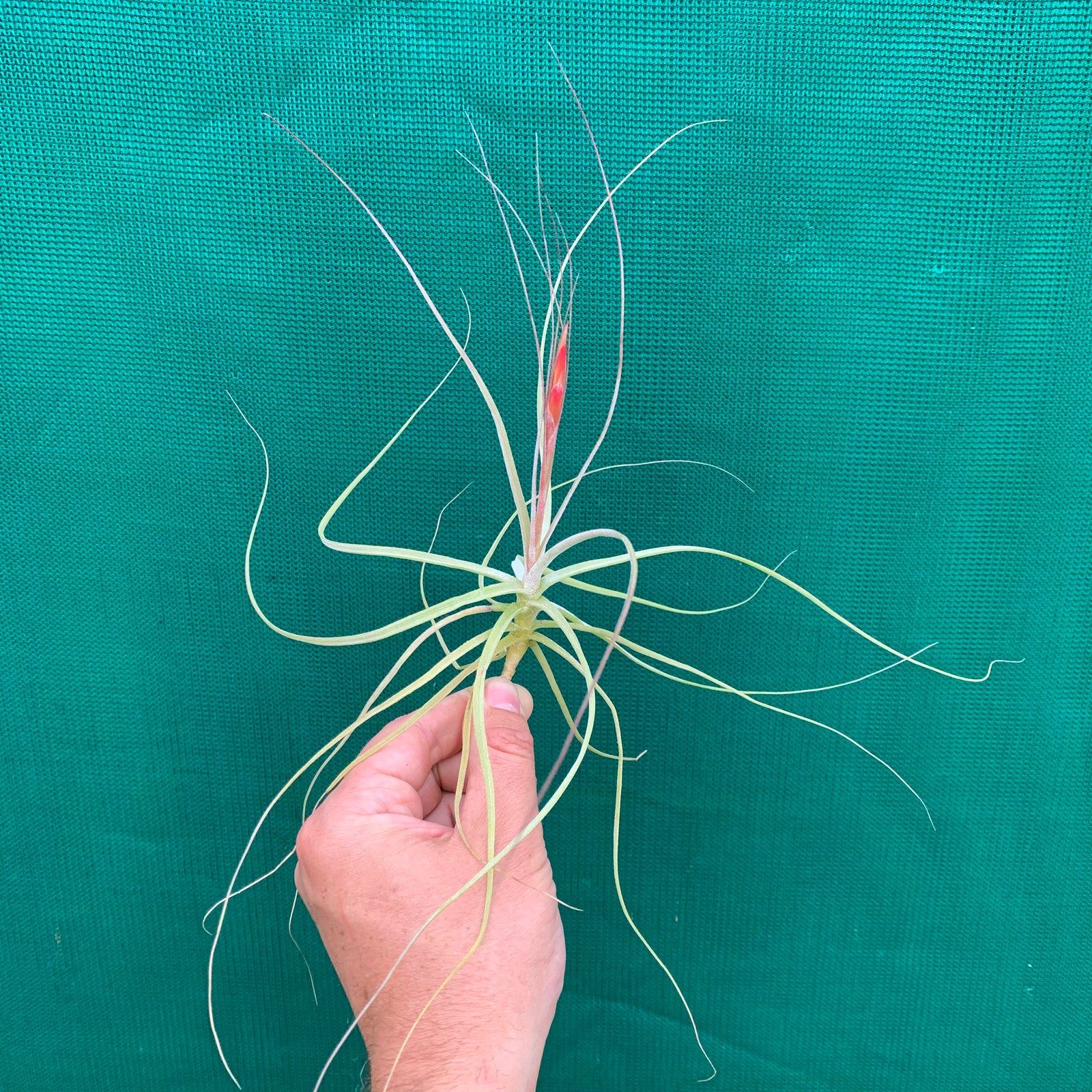 Tillandsia - schiedeana