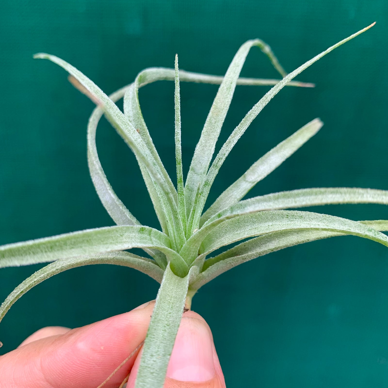 Tillandsia - pohliana ex. Gruber