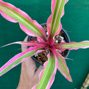 Cryptanthus - Rainbow Star