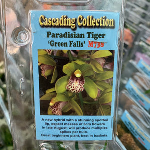 Orchid - Cascading ‘Paradisian Tiger Green Falls’