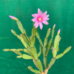 Hatiora rosea