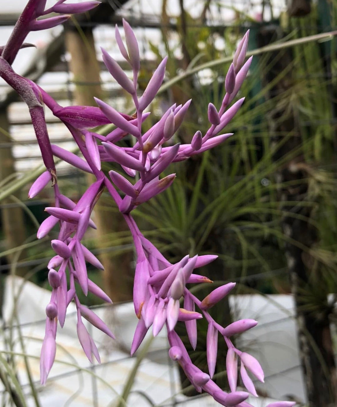 Tillandsia - straminea (Fragrant) NEW - Air Plant Decor