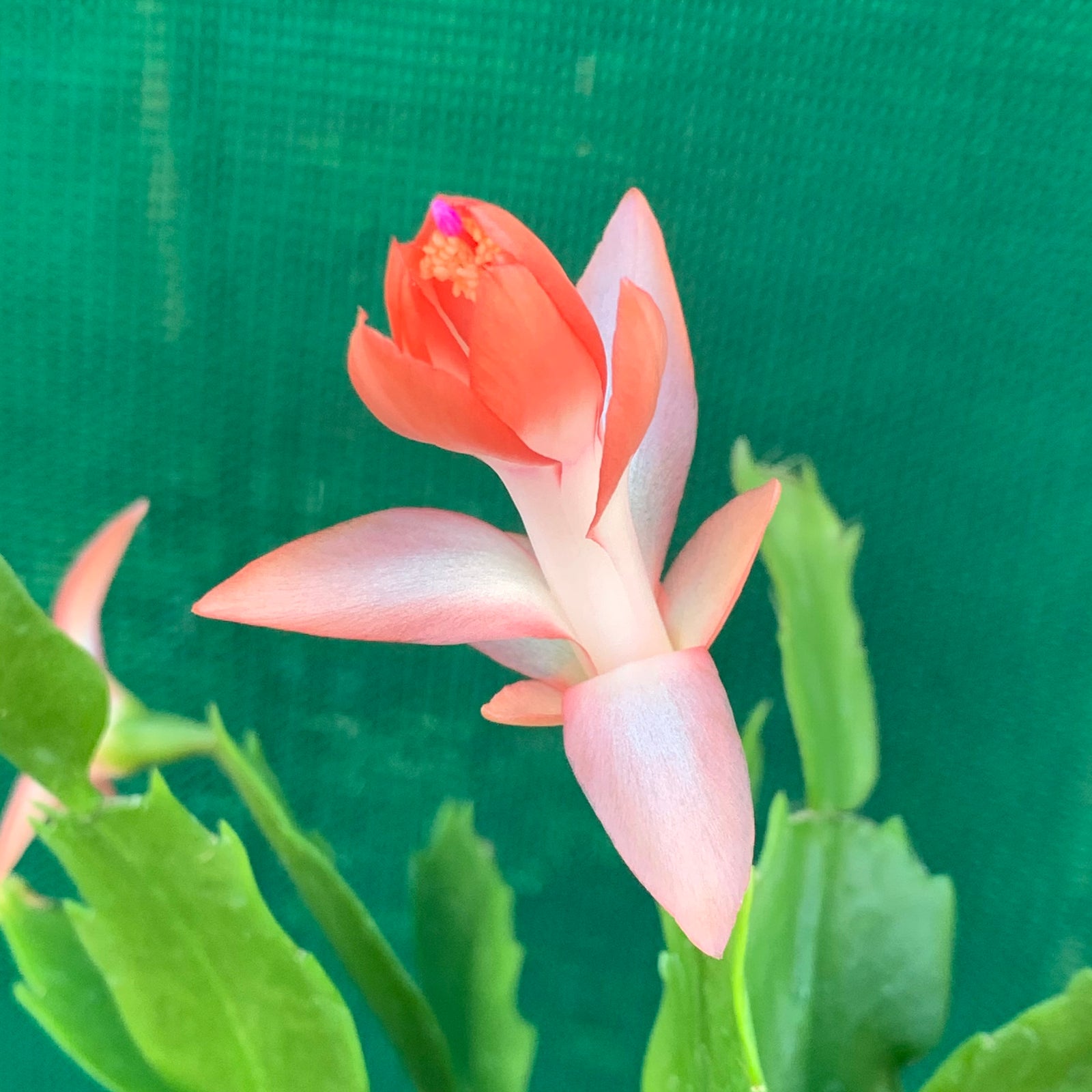 Zygocactus Peach Parfait