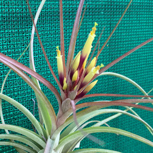 Tillandsia - brachycaulos x schiedeana