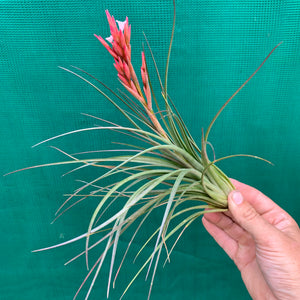 Tillandsia - Caulescens x Globosa ex. CL