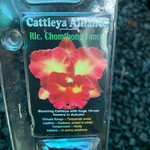 Orchid - Cattleya Alliance ‘Rlc. Chomthong Fancy