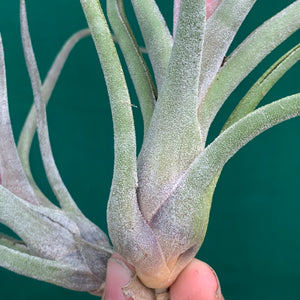 Tillandsia - Arhiza-Juliae X Pruinosa ex. BG