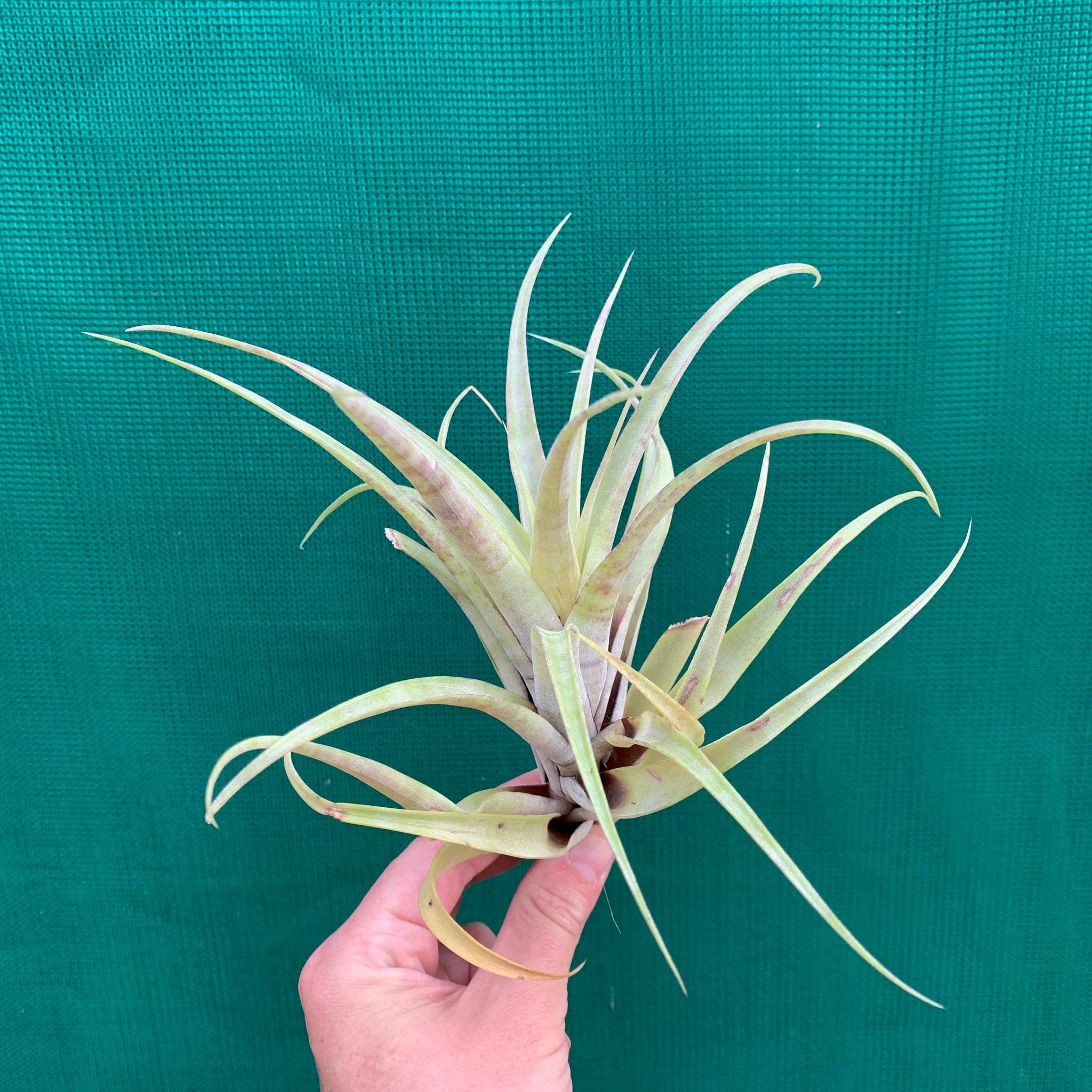 vivipara air plant Tillandsia - flexuosa 'Vivipara' ex. CC