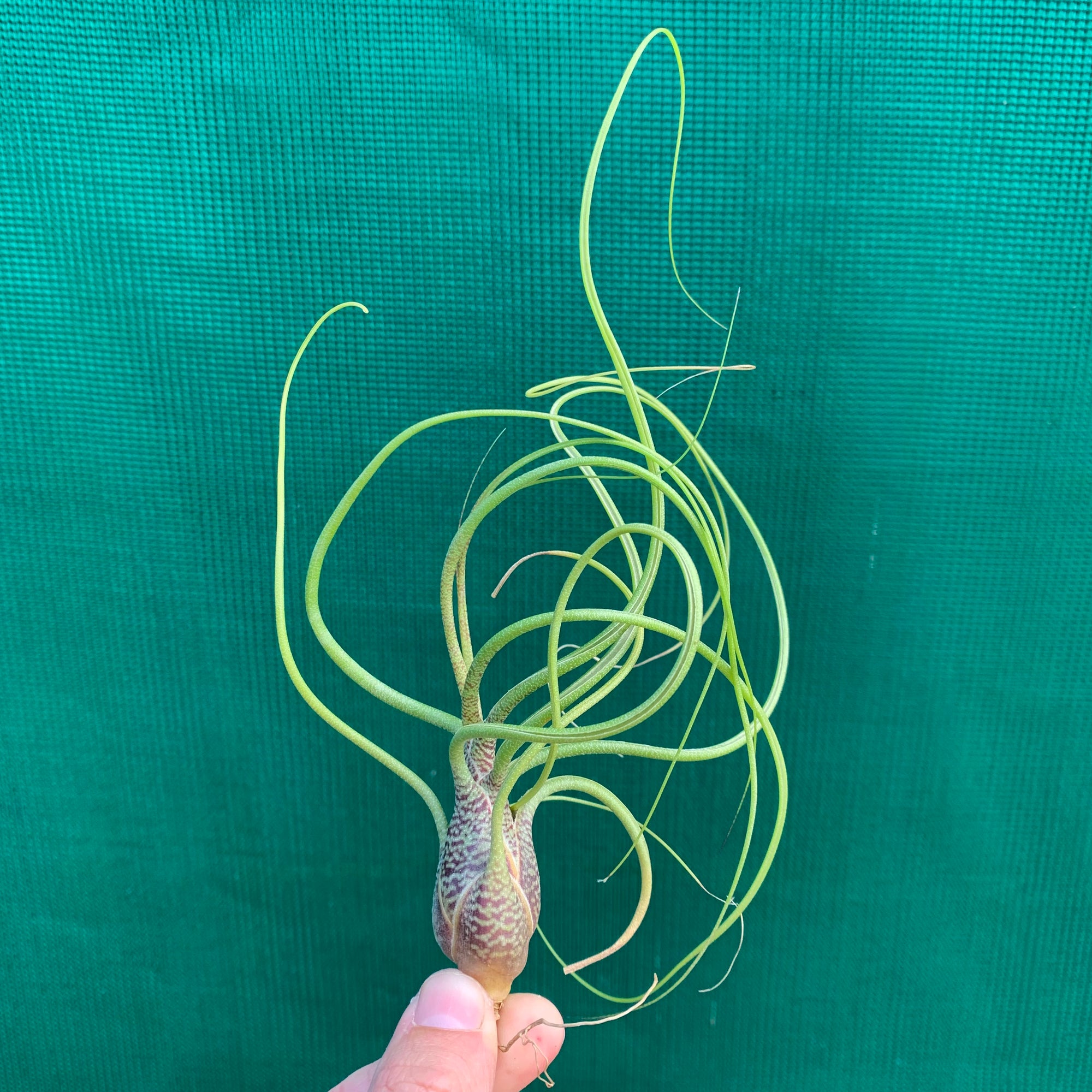 Tillandsia - butzii