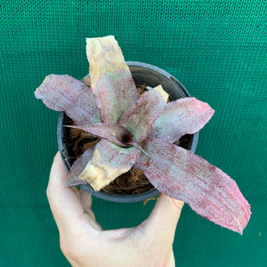 Cryptanthus - Pink Organza