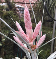 Tillandsia - Steve ex. GK - Air Plant Decor