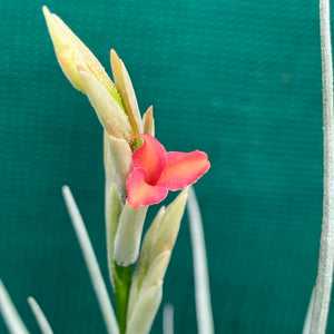 Tillandsia - Mystic Trumpet ‘Enigma’