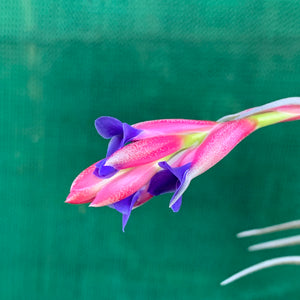 Tillandsia - aeranthos ‘Recurved Leaf’ ex. FE