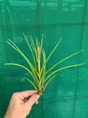 Tillandsia - stricta x fasciculata ex. OM