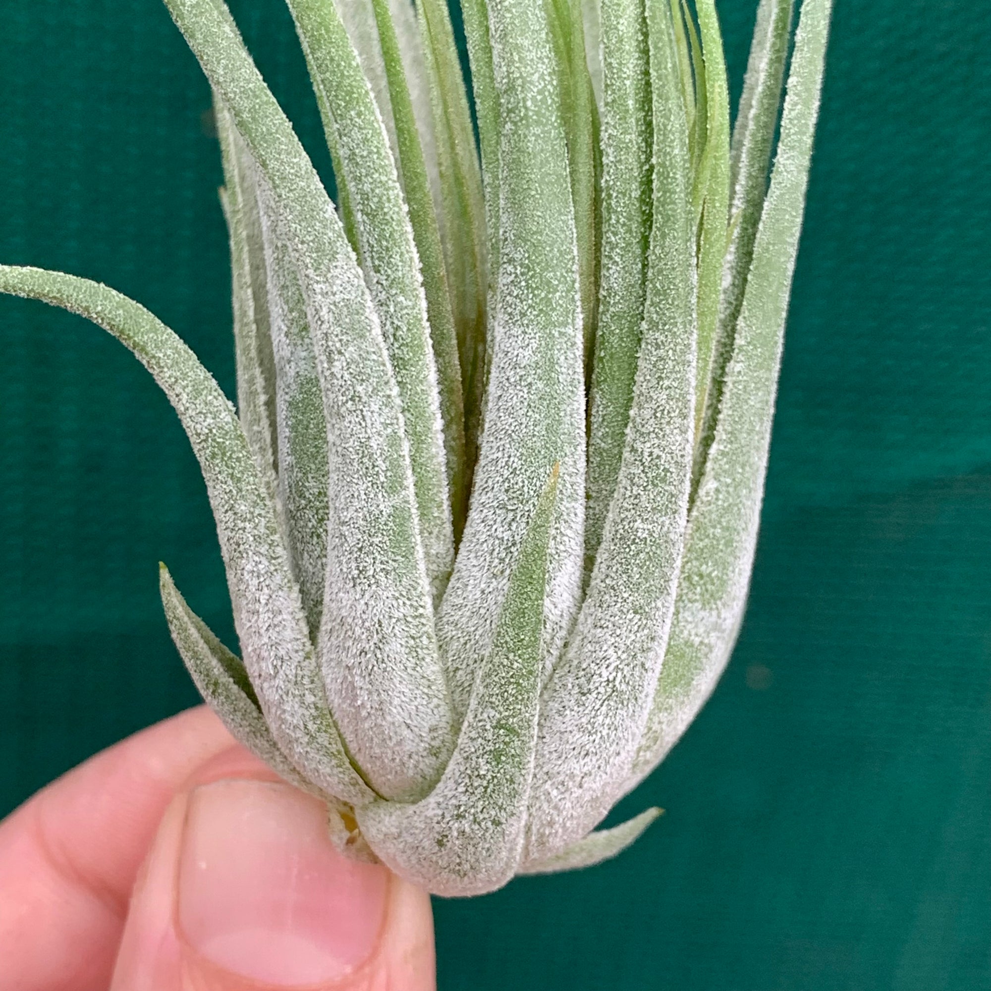 scaposa air plant Tillandsia - scaposa ex. CC