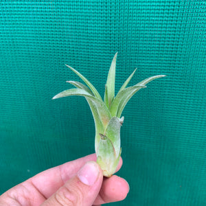 Tillandsia - Eric The Red